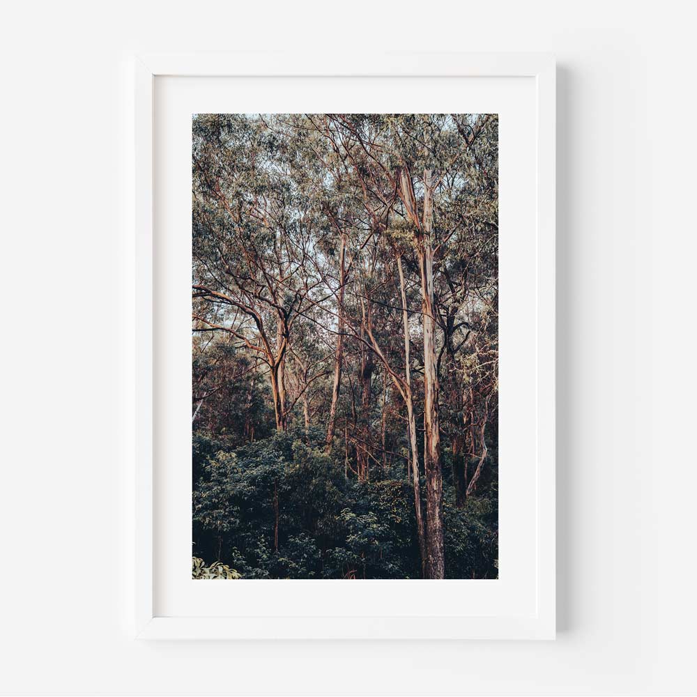 Natural Tranquility: Kangaroo Valley bushland, a serene escape into the heart of nature, perfect for wall decor.