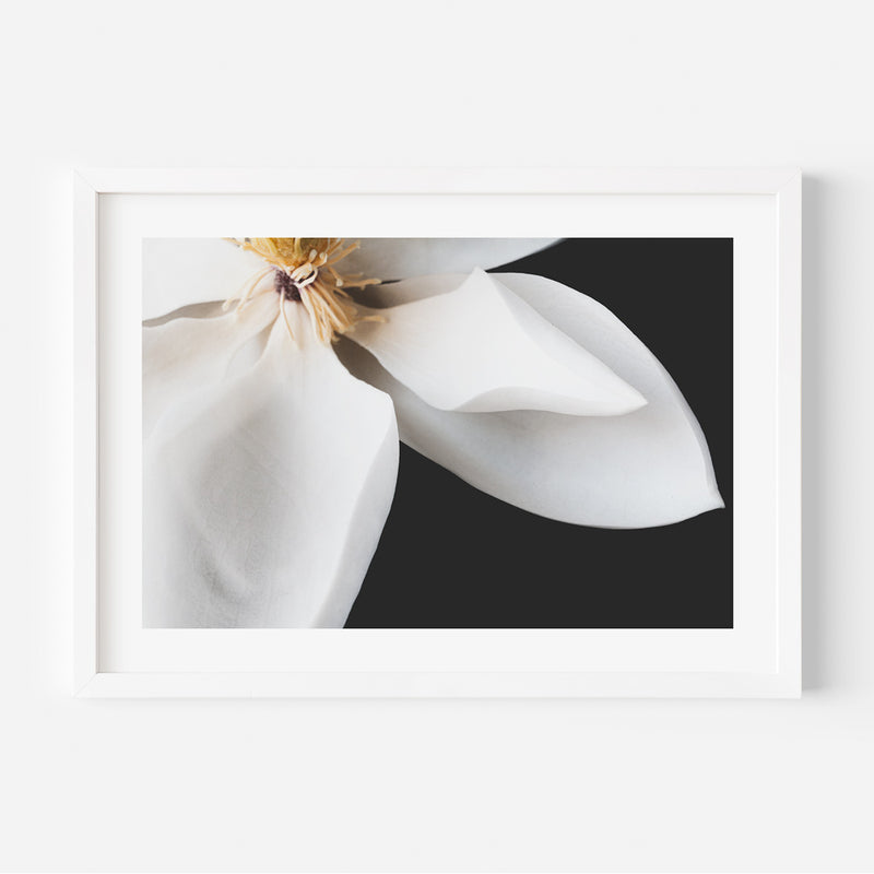 White Magnolia II