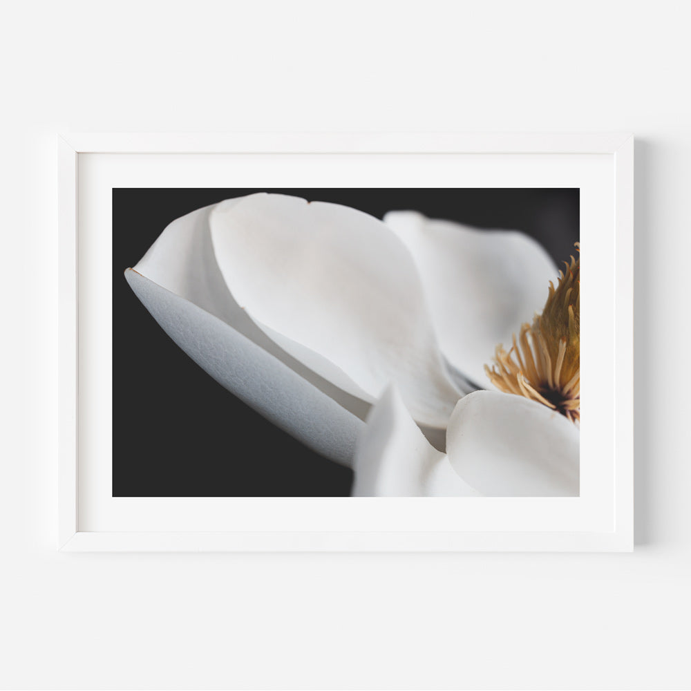 Magnolia Flower Art Print