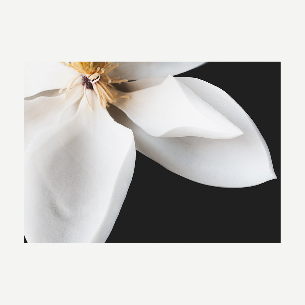 Set of 2 Art Prints - Magnolia II & III