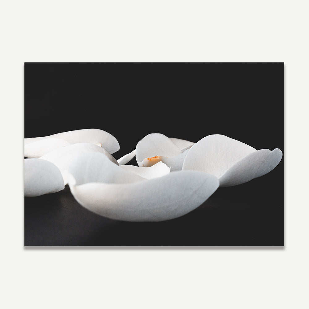 Set of 2 Art Prints - Magnolia II & III