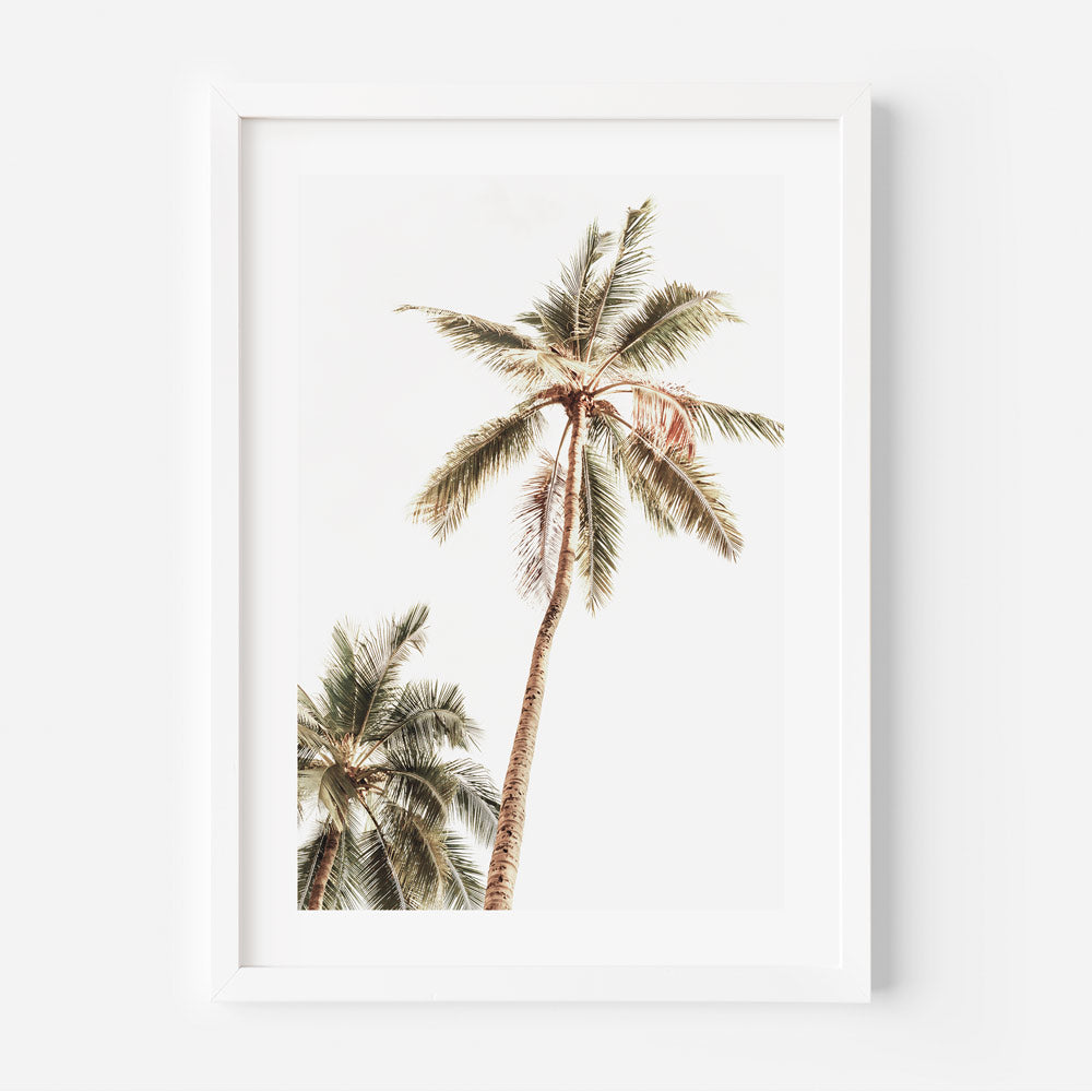 Tropical Paradise: Stunning palm tree in Mexico, perfect for wall art and home decor.