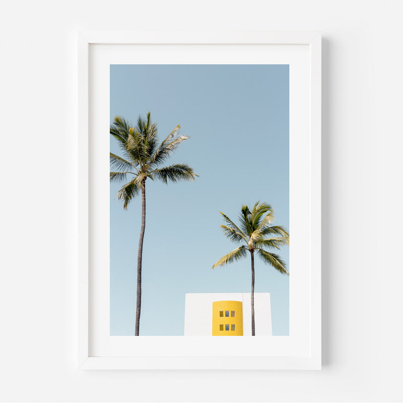 Mexico Palms