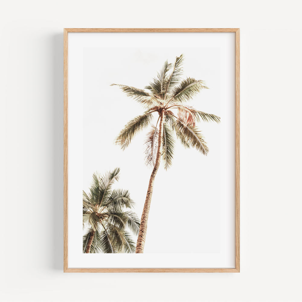 canvas print of Beautiful palm tree in Mexico, ideal for creating a serene atmosphere.