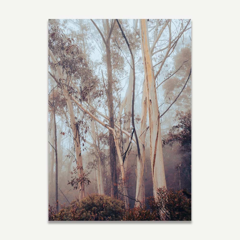 A photographic print depicting eucalyptus trees emerging from mist, with a predominantly blue and orange color palette.