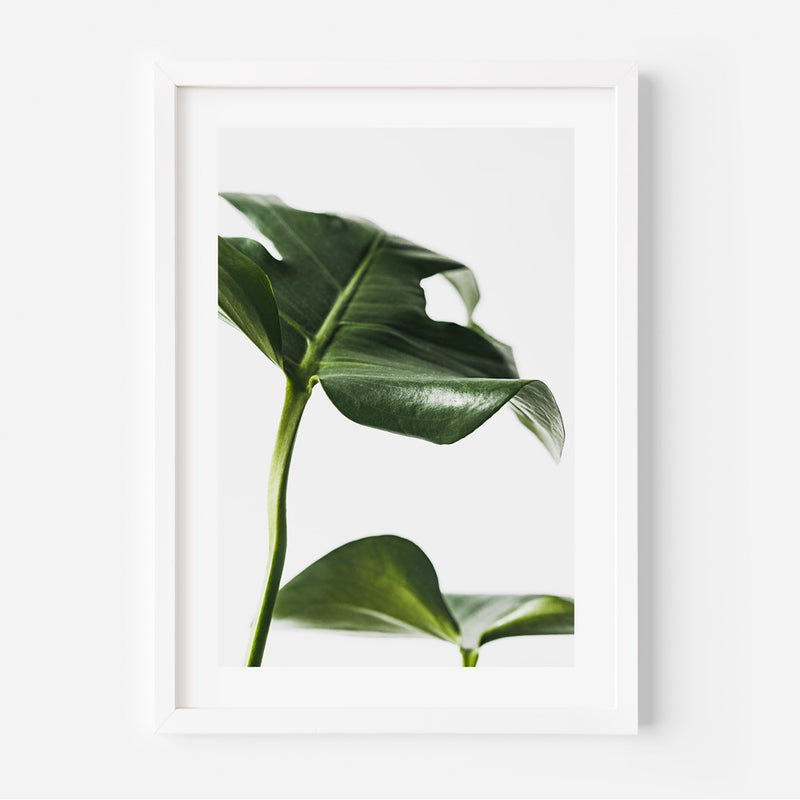 Monstera II