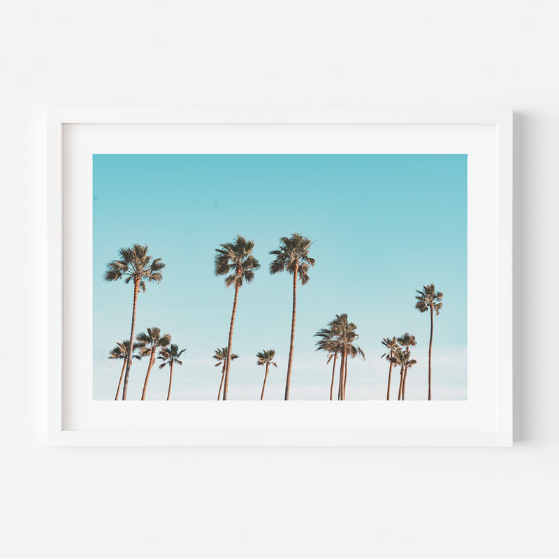 California Palms