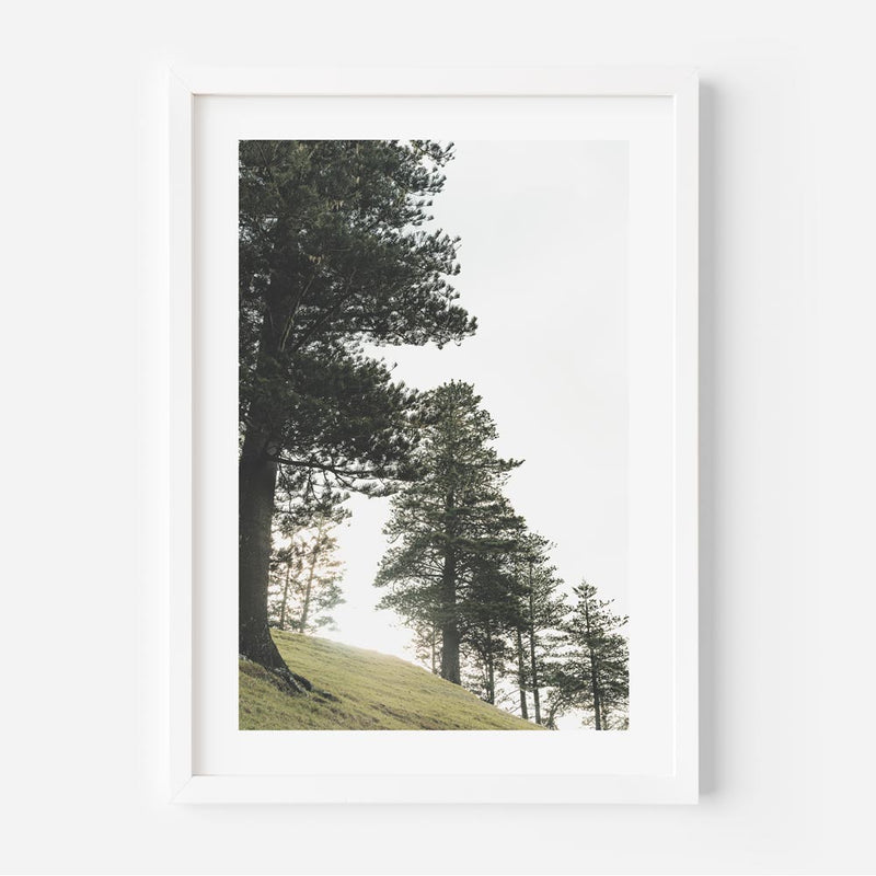 Norfolk Pine I