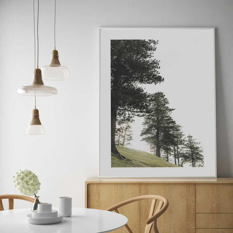Norfolk Pine I