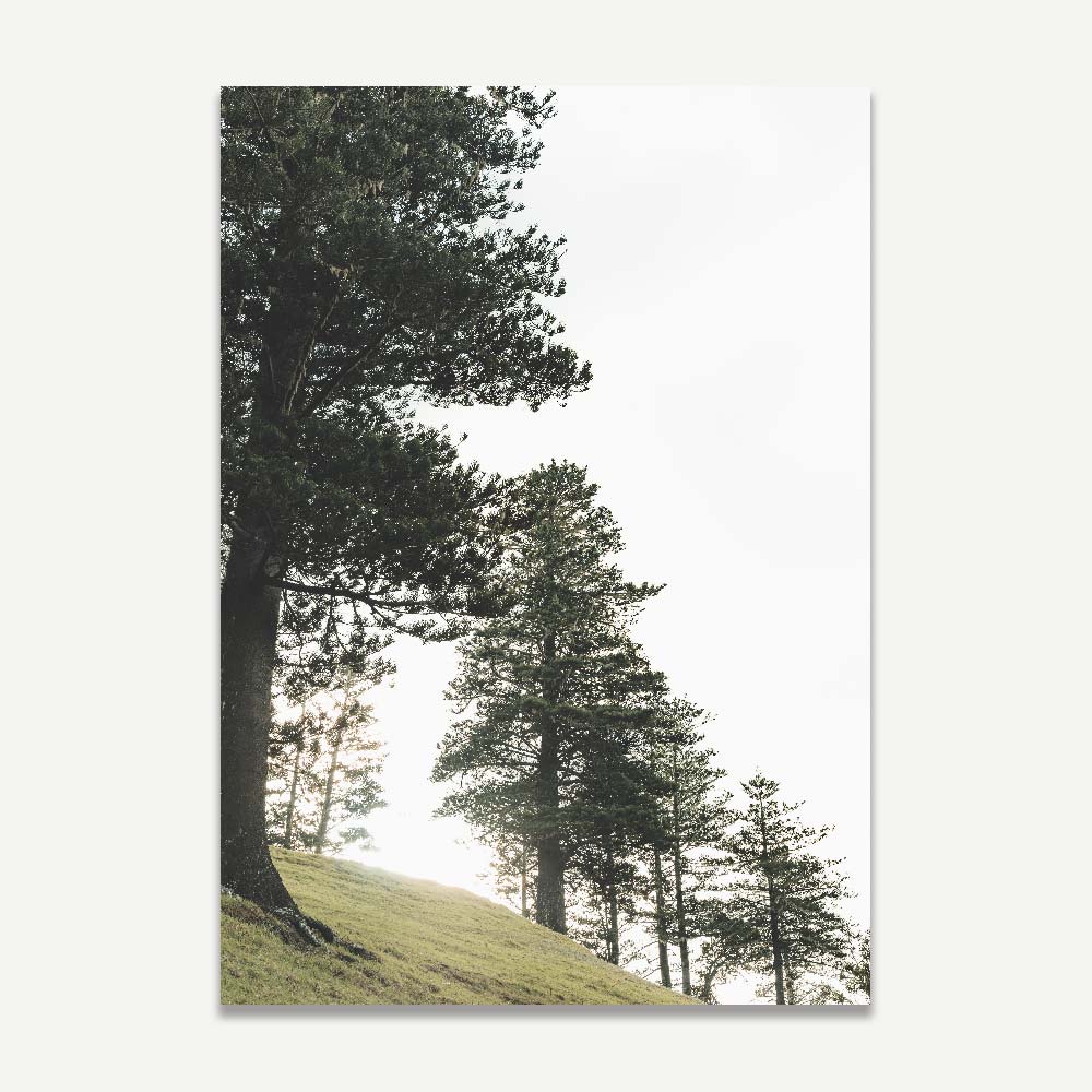Norfolk Pine Art Print