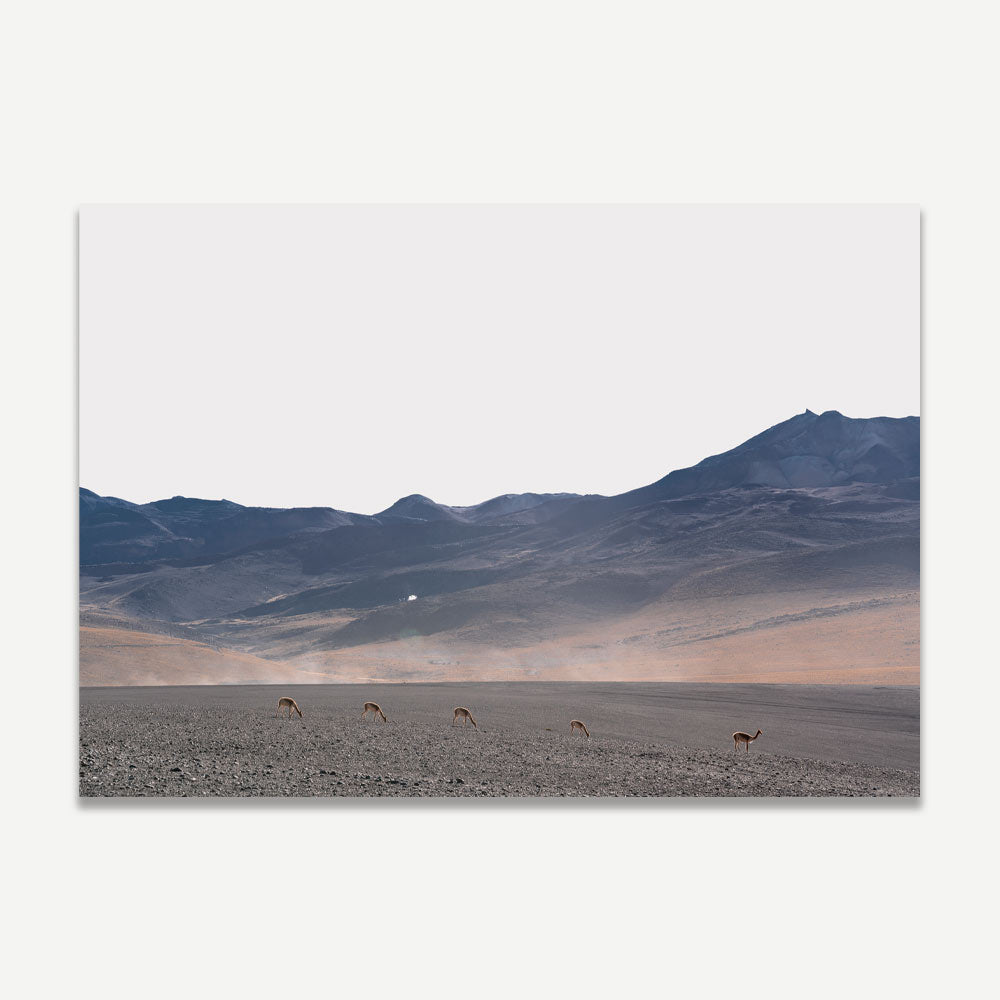 A landscape photograph featuring a desert plain with mountains in the background and several vicuñas in the foreground.