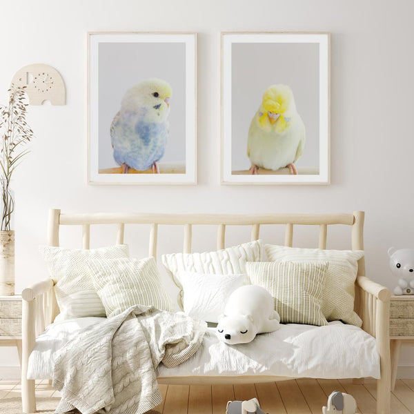 Crested Budgie Art