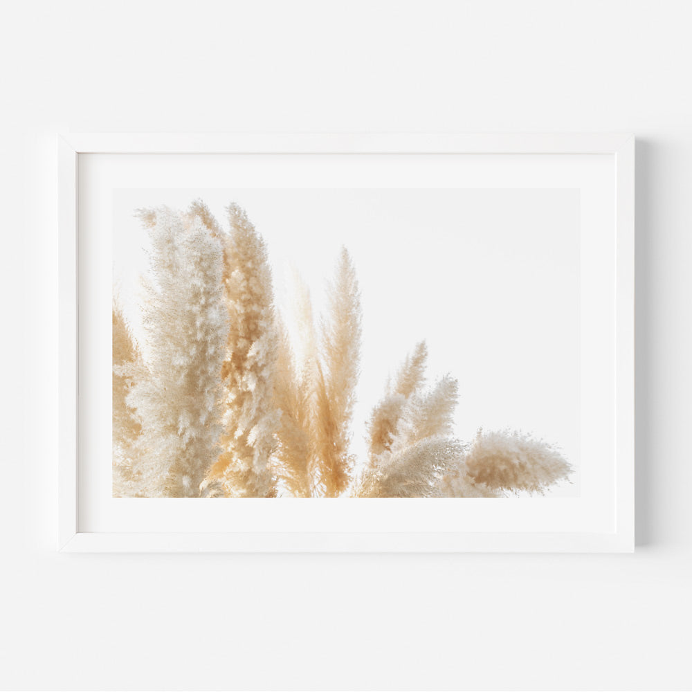 Elegant photography capturing the beauty of Pampas Grass, perfect for adding natural charm to your wall decor.
