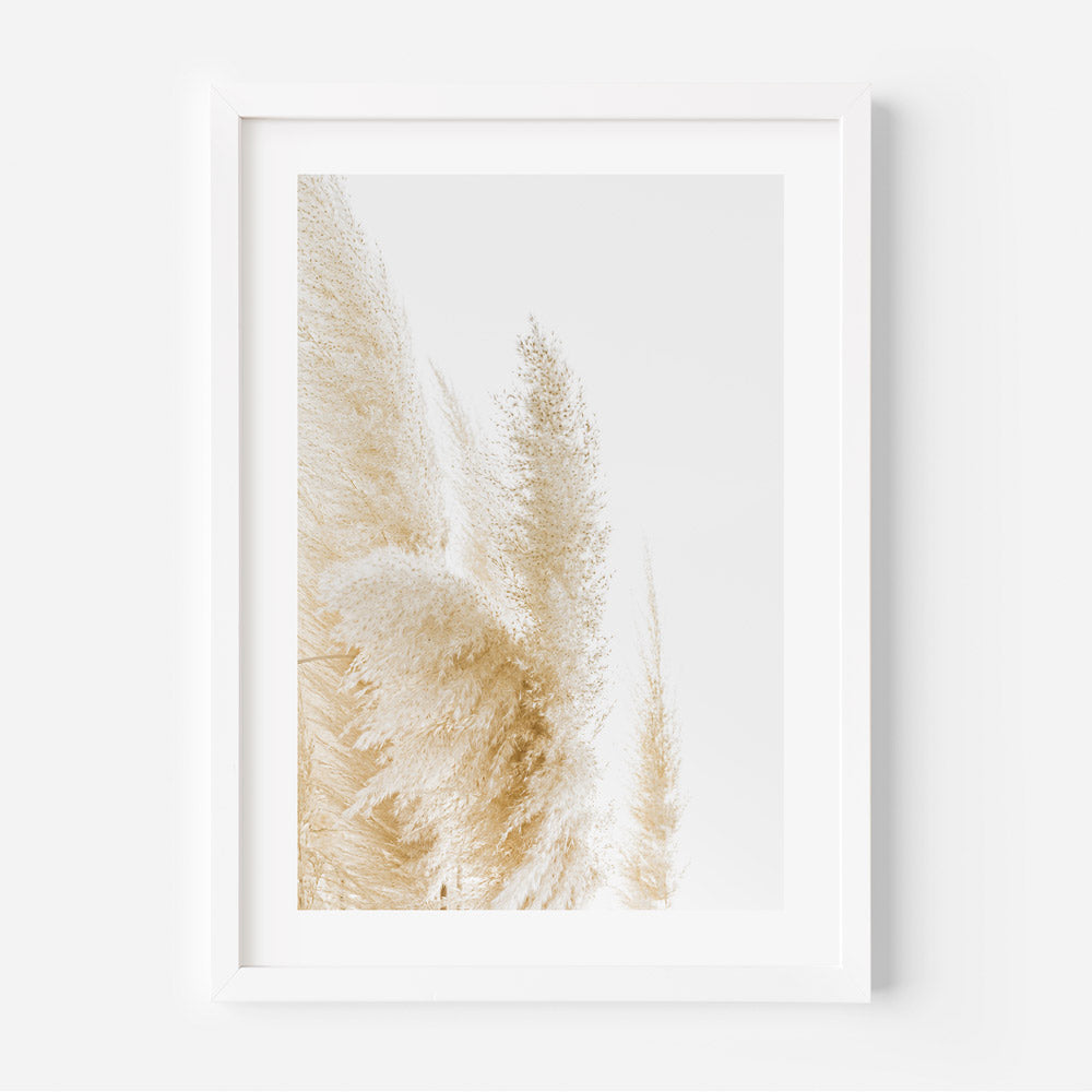 Close-up view of elegant Pampas Grass, perfect for botanical-themed canvas prints, wall art, and photography decor.