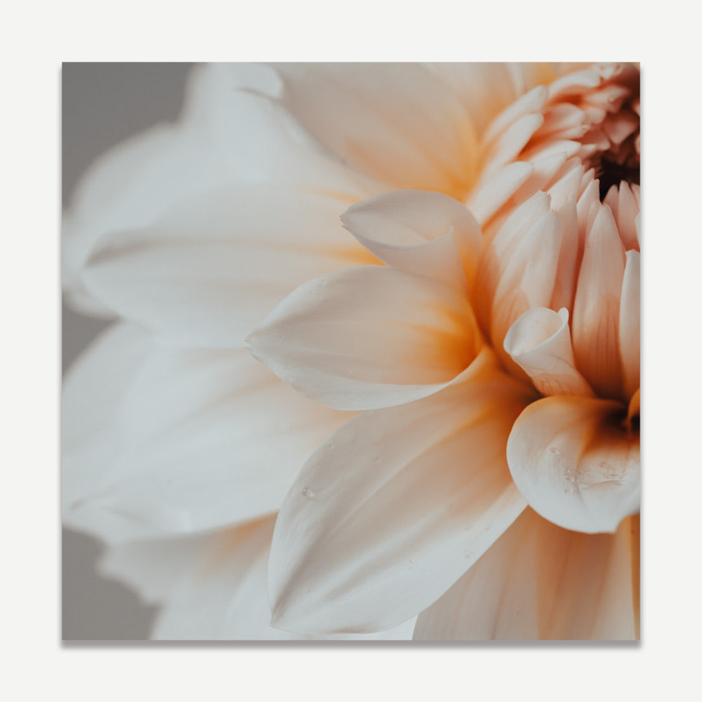 Peach Dahlia Flower Art Print