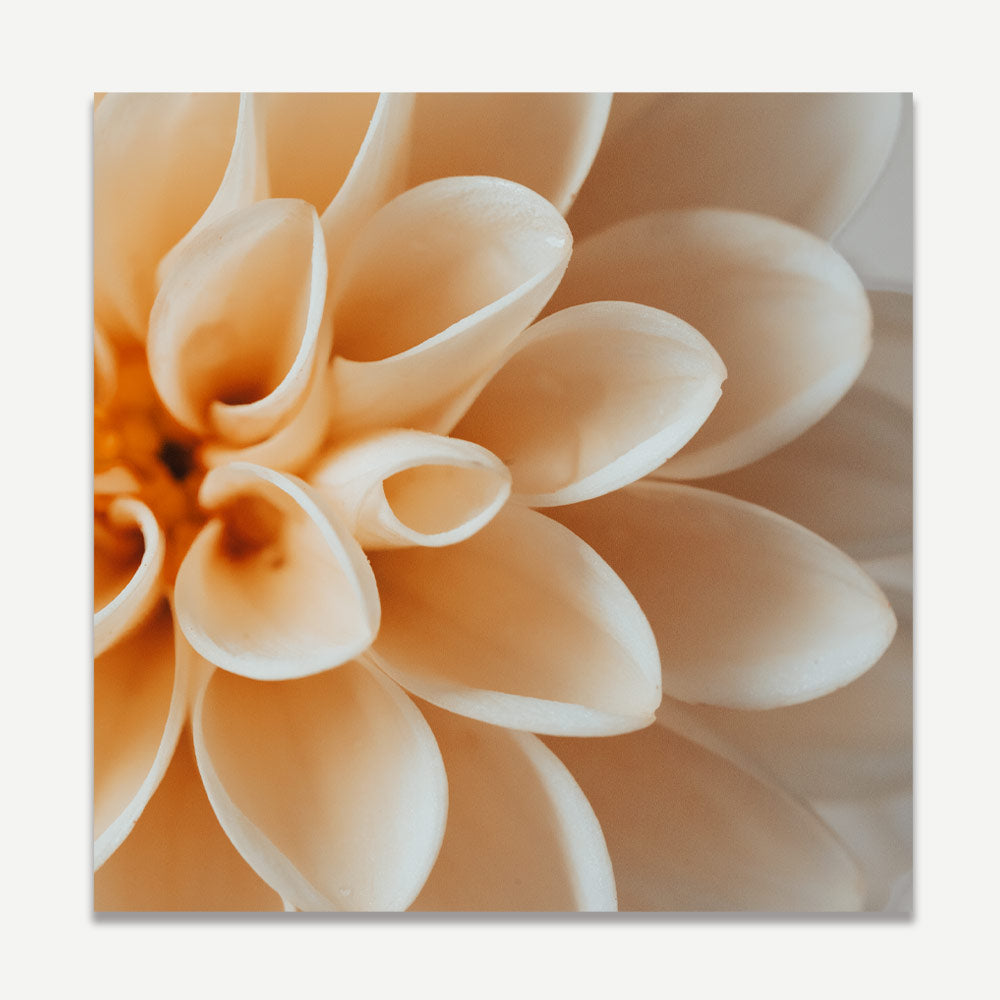 Peach Dahlia Art Print