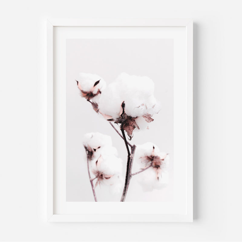 Pink Cotton