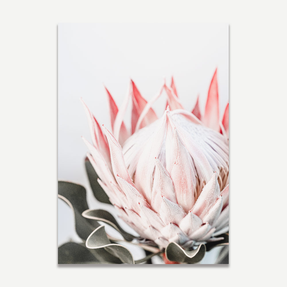 Pink Queen Protea I Art Print