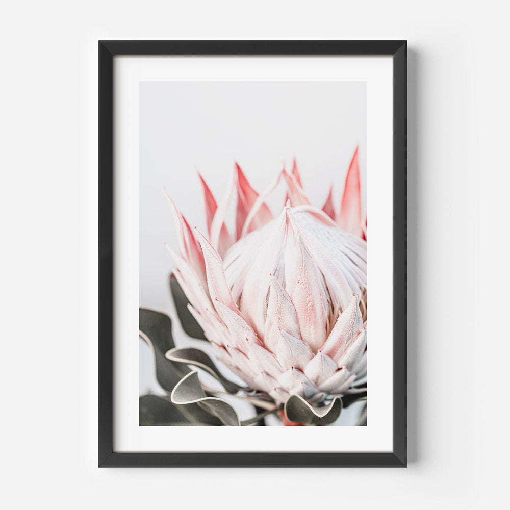Pink Queen Protea I Art Print