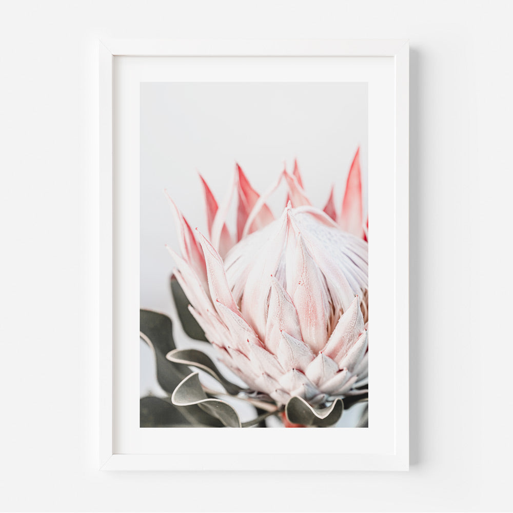 Pink Queen Protea I Art Print