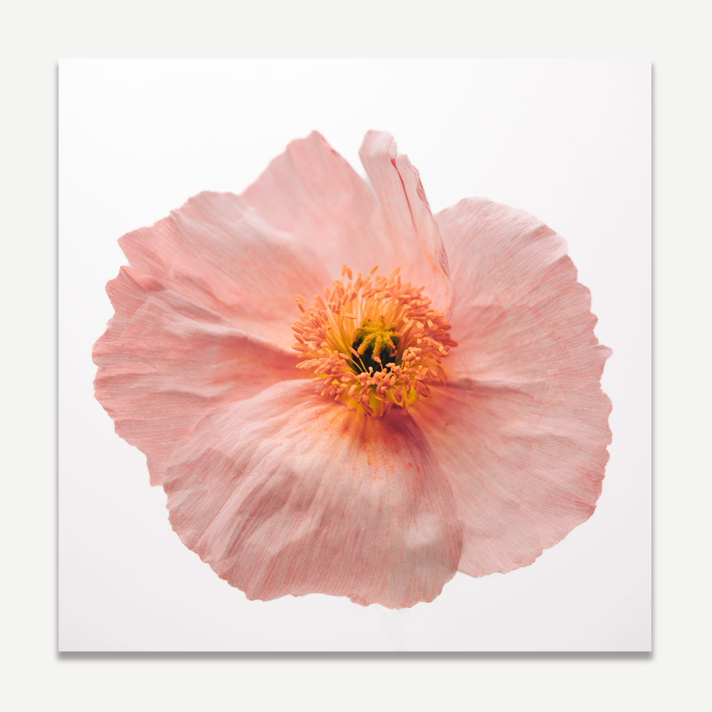 A close-up photograph of a pink poppy flower with an orange center, against a white background.