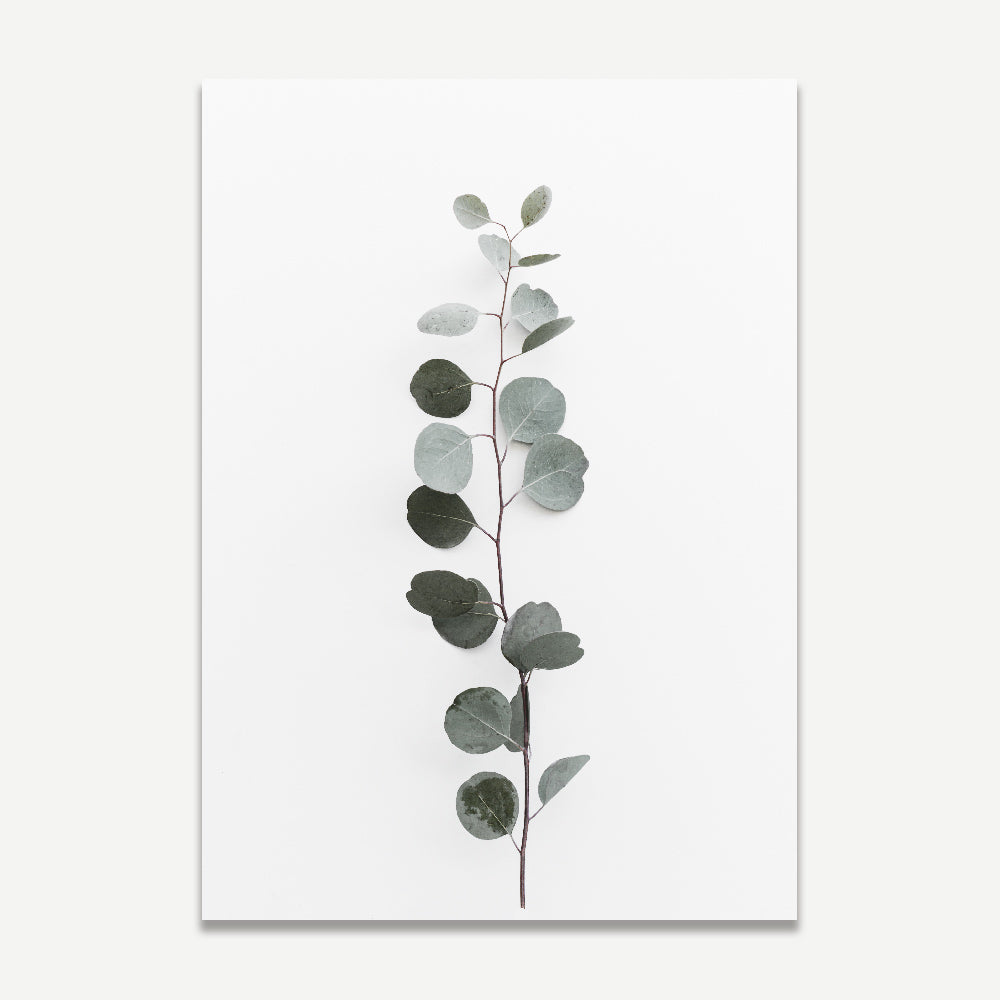 Set of 2 Art Prints - Solo Silver Dollar & Silver Dollar Gum