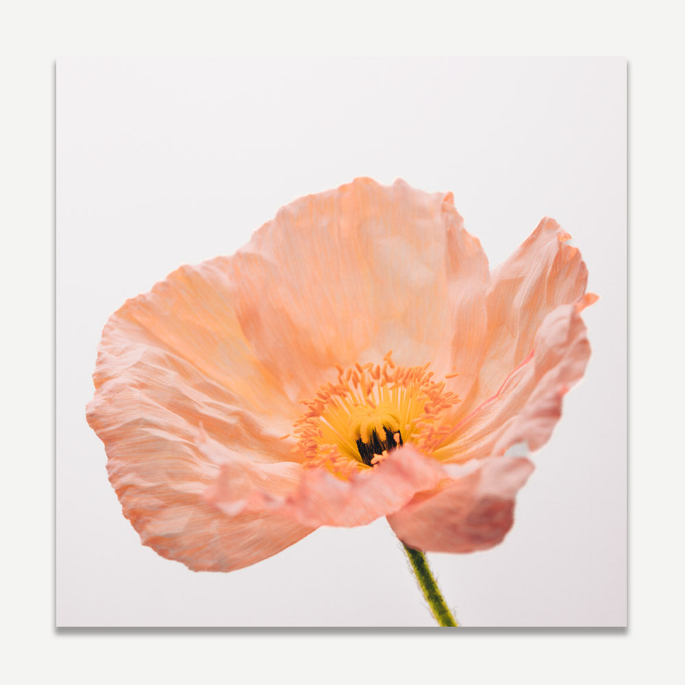 A close-up photograph of an orange poppy flower with a white background.