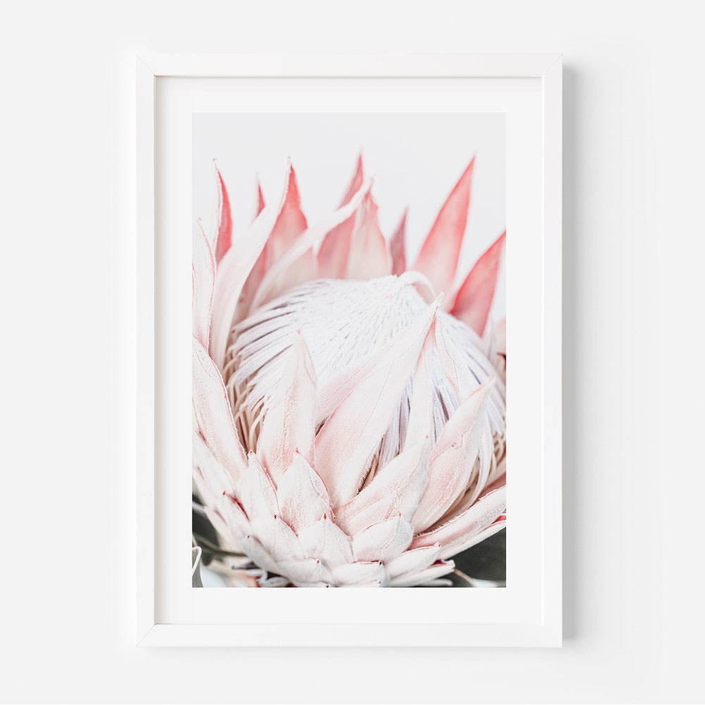 A stunning depiction of a blooming Queen Protea flower, perfect for wall art and home decor.