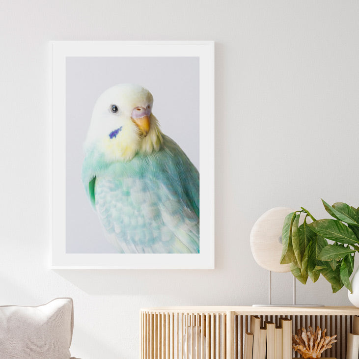 Budgie Canvas Print: Captivating scenery of RB Seafoam budgerigar, ideal for canvas prints and original photography decor.
