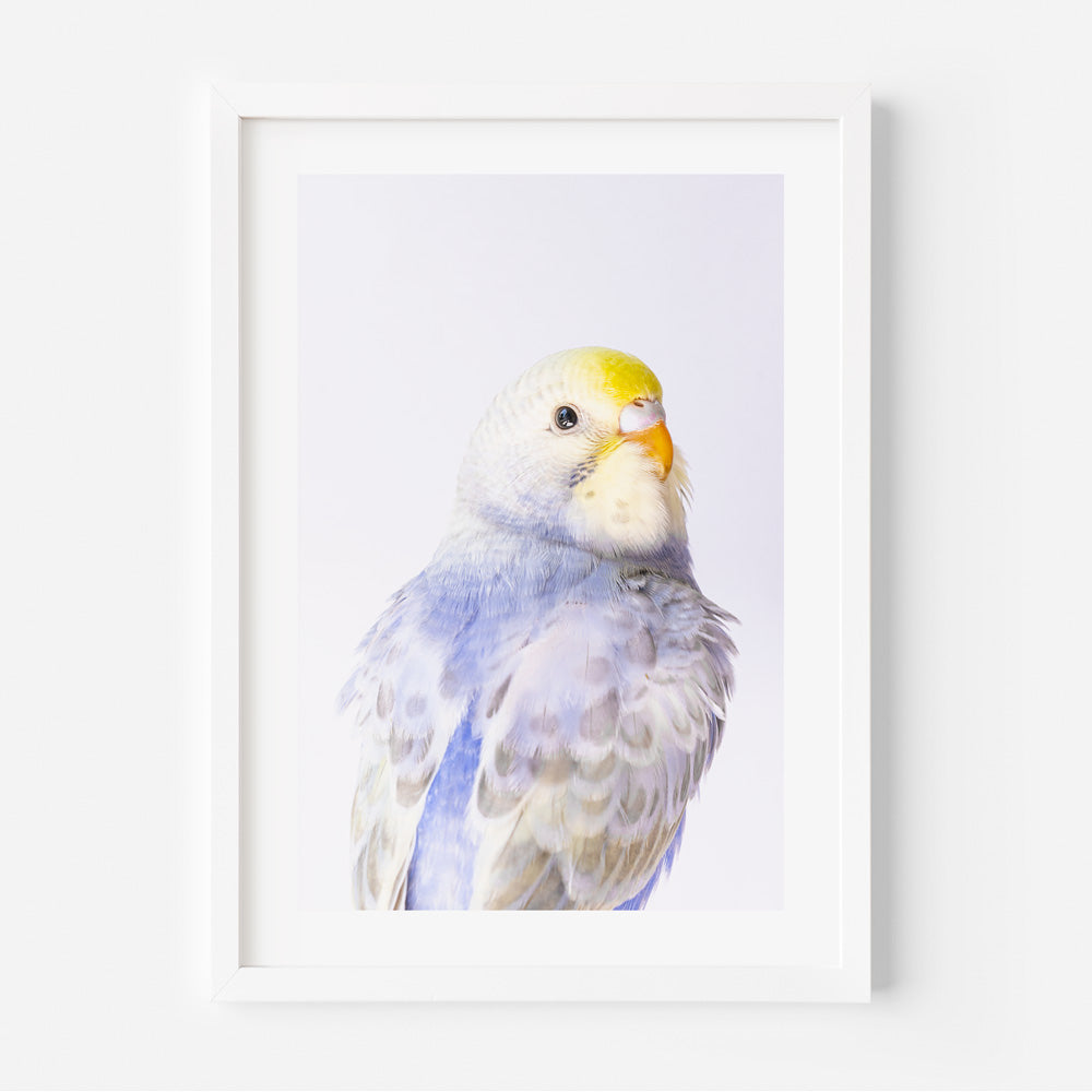 Violet Budgerigar Photo: Stunning image capturing the beauty of a violet budgerigar, perfect for wall art and home decor.