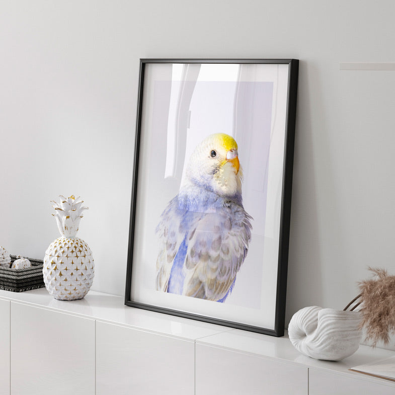Budgie Canvas Print: Captivating scenery of a violet budgerigar, ideal for canvas prints and original photography decor.