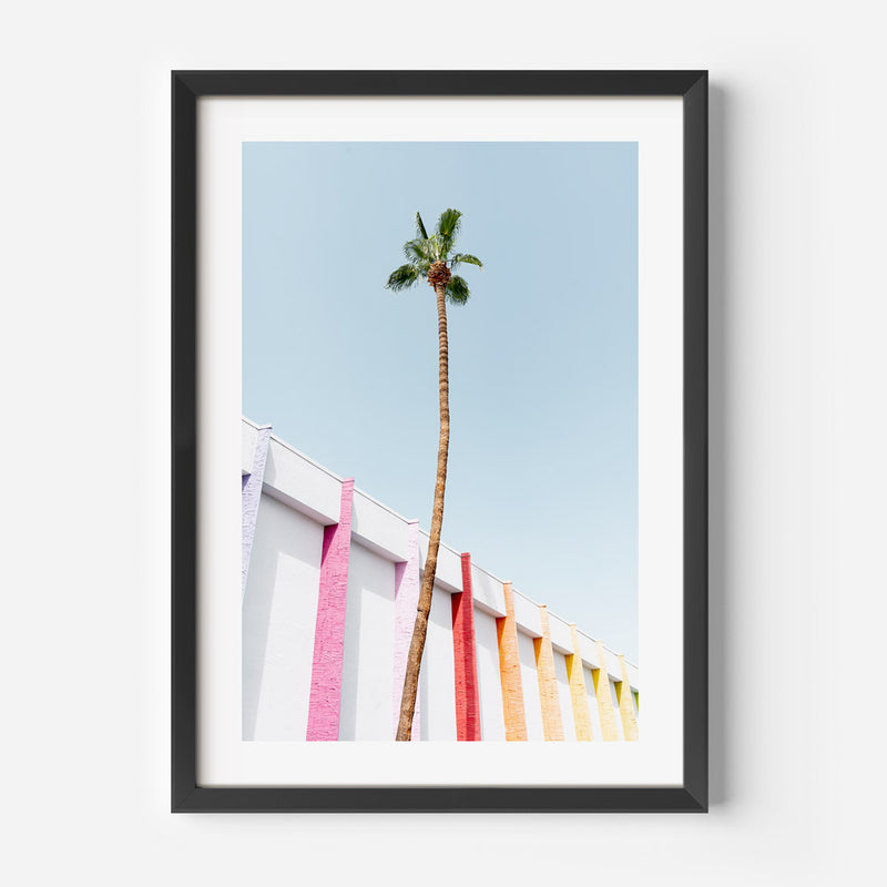 Saguaro Palm I