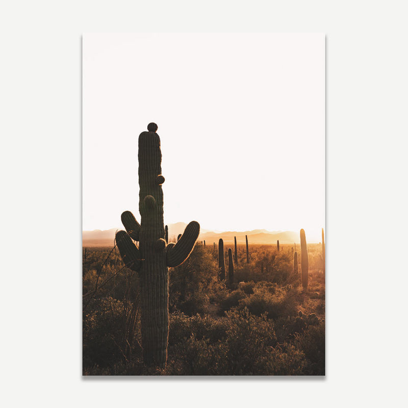 Saguaro Park III