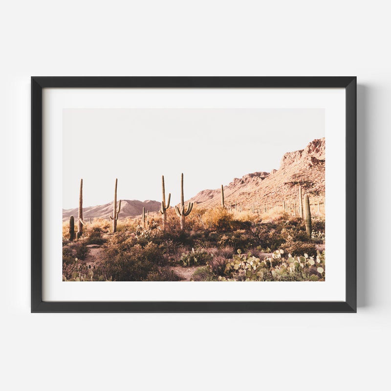 Saguaro Tucson I