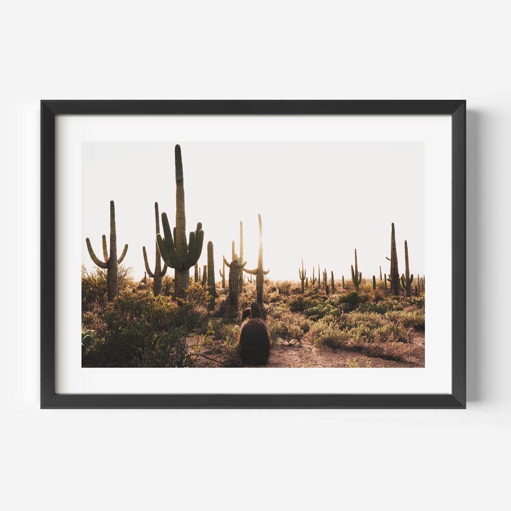 Saguaro desert sunset photography print: A mesmerizing framed photo of Saguaro National Park, Tucson, showcasing the beauty of nature.