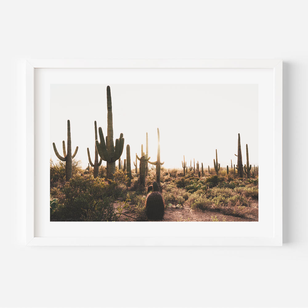 Saguaro desert sunset photography print: A stunning framed photo of Saguaro National Park, Tucson, perfect for wall art decor.