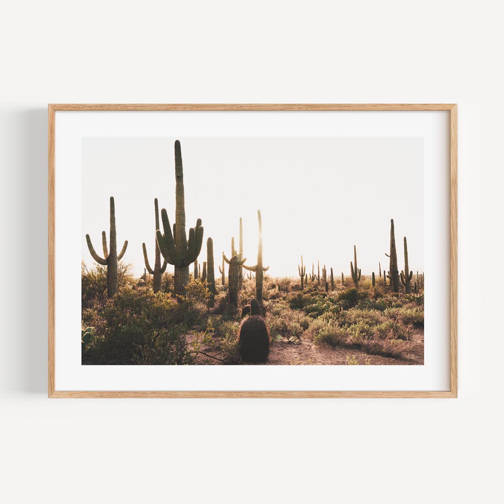 Saguaro desert sunset photography print: A breathtaking framed photo of Saguaro National Park, Tucson, capturing the essence of the desert at sunset.