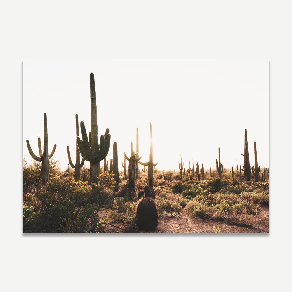 Saguaro desert sunset photography print: A remarkable framed photo of Saguaro National Park, Tucson, offering a touch of modern wall art.