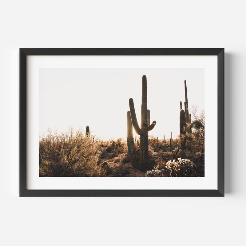 Saguaro Tucson III