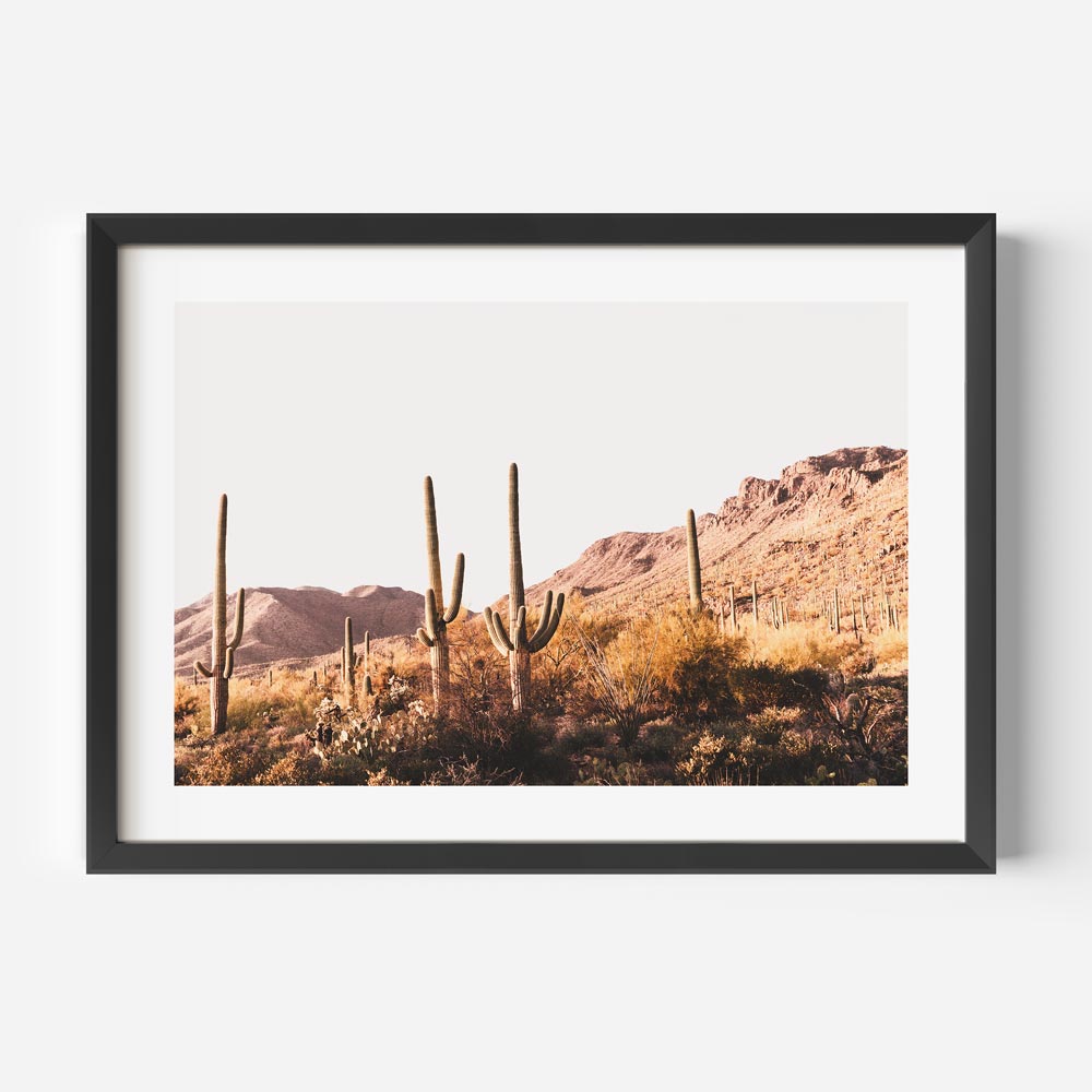 Saguaro Tucson IV