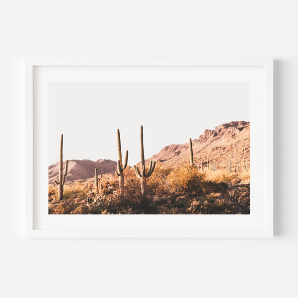 Saguaro Tucson IV