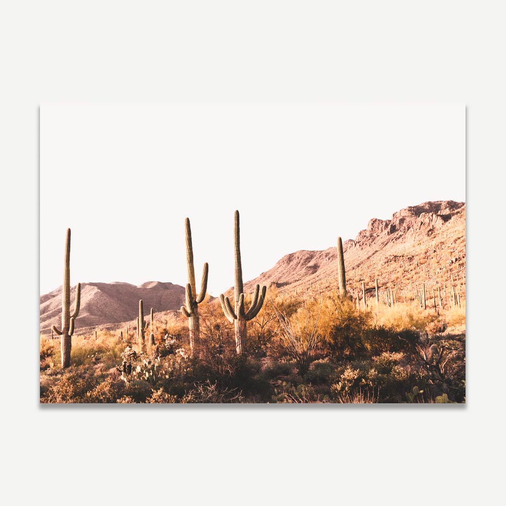Saguaro Tucson IV