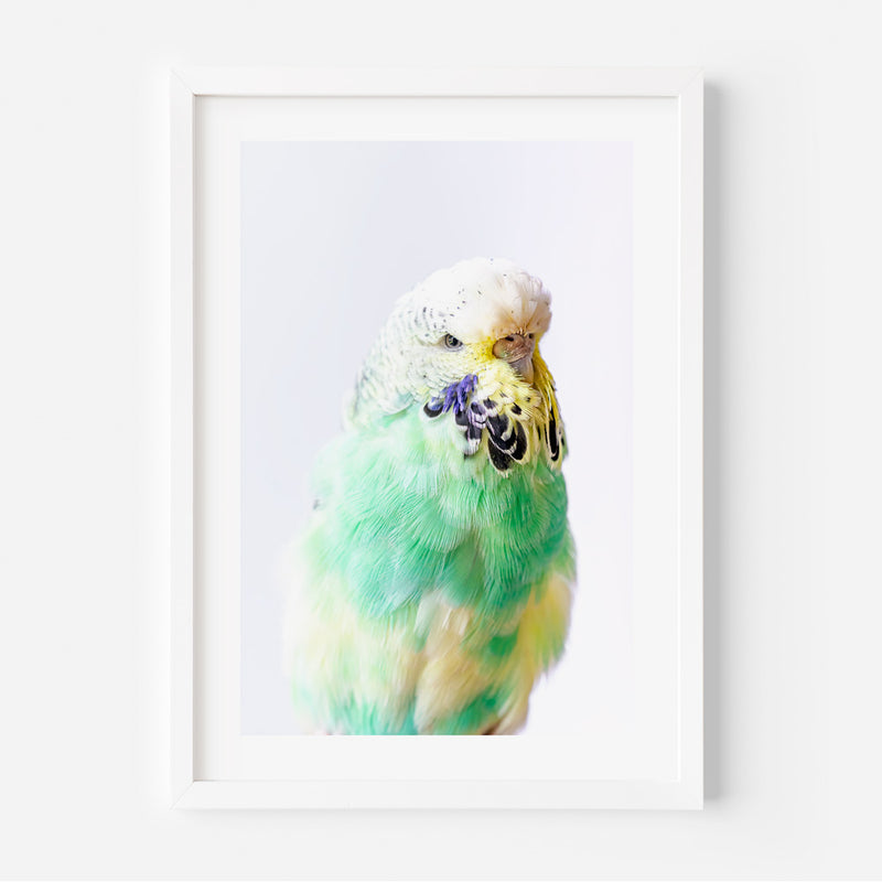 Set of 3 - TCB / Seafoam & Pied