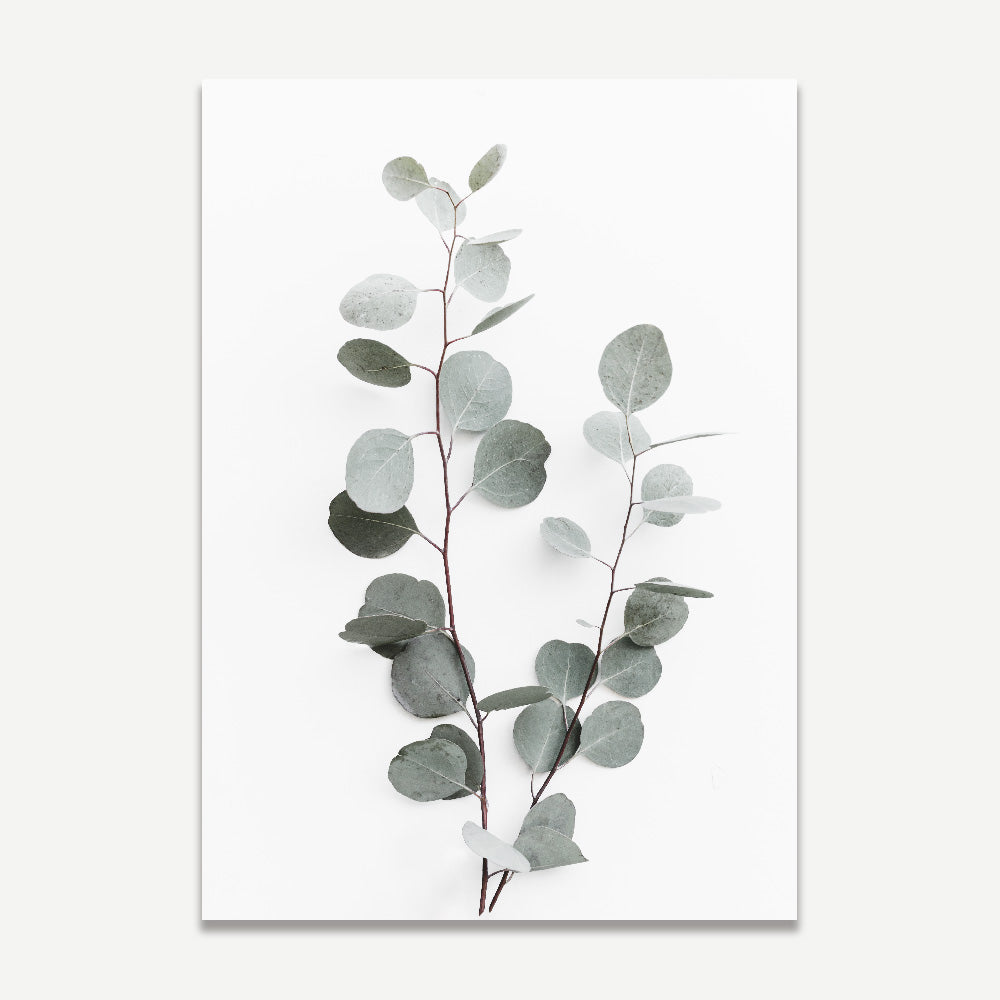 Set of 2 Art Prints - Solo Silver Dollar & Silver Dollar Gum