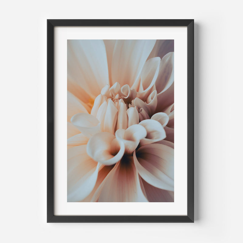 Solo Dahlia