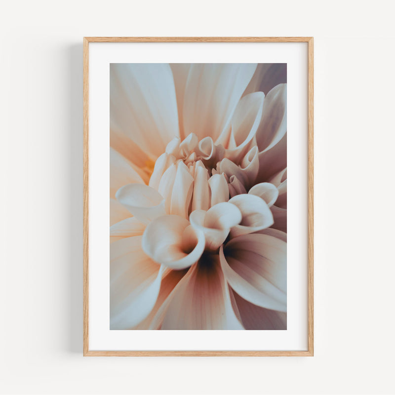 Solo Dahlia