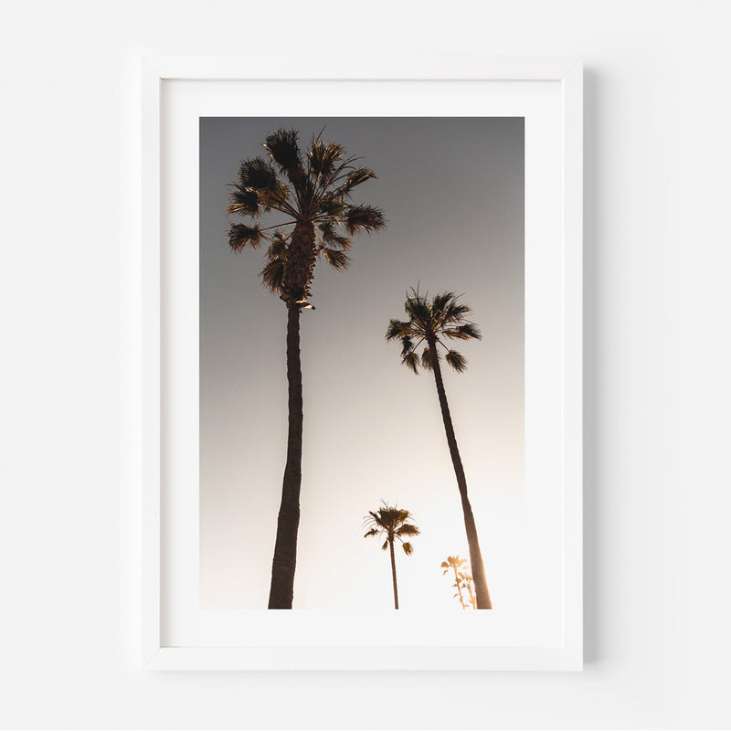 Set of 3 - Sunset Palm Trees / Bicycle & Moody Palms