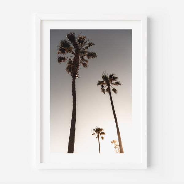Sunset Palm Trees