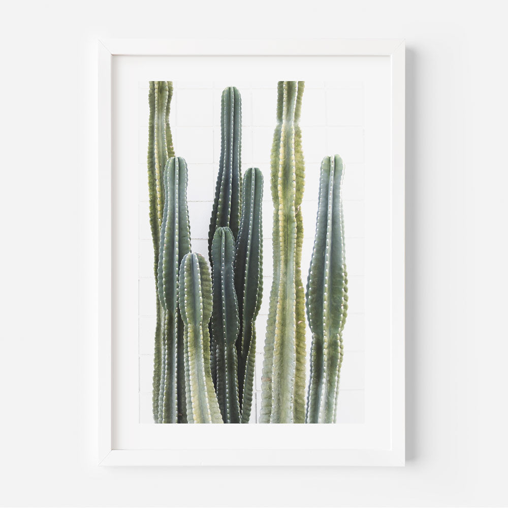 Torch Cacti Poster Art: Stunning wall decor capturing modern and abstract torch cacti. Ideal for home and office. Original photography print.