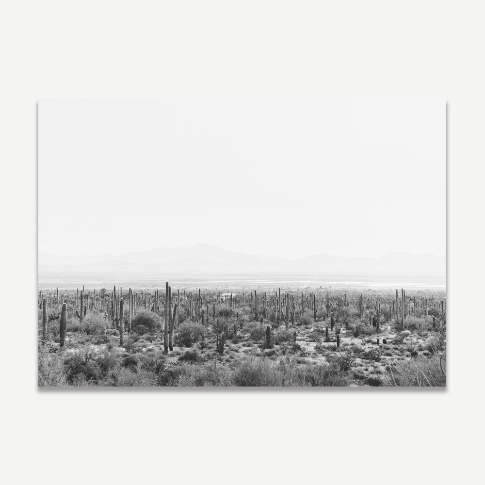 Black and white photograph of a landscape featuring Saguaro cacti in Tucson, Arizona.